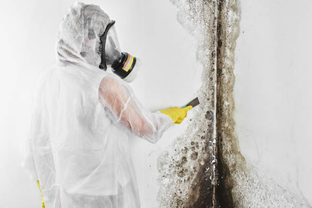 Best Residential Mold Removal  in Fort Loramie, OH