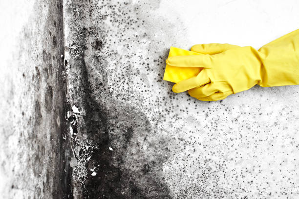 Best Commercial Mold Removal  in Fort Loramie, OH