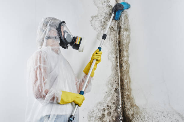 Best Office Mold Removal Services  in Fort Loramie, OH