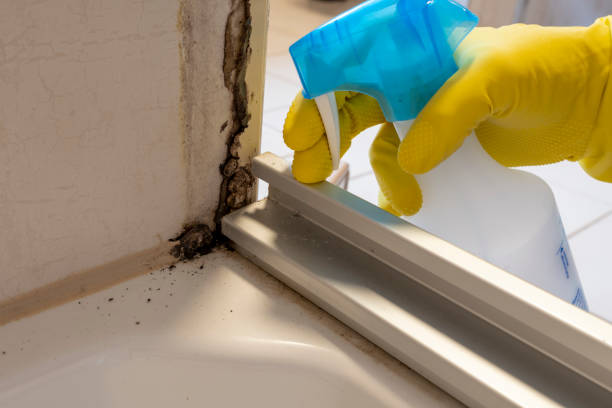 Best Black Mold Removal  in Fort Loramie, OH