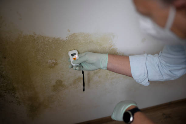 Best Professional Mold Removal  in Fort Loramie, OH