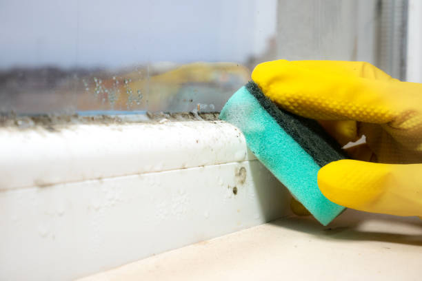 Best Certified Mold Removal  in Fort Loramie, OH