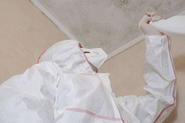 Best Toxic Mold Removal  in Fort Loramie, OH