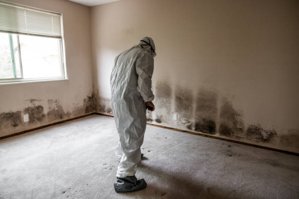 Best Mold Damage Repair  in Fort Loramie, OH