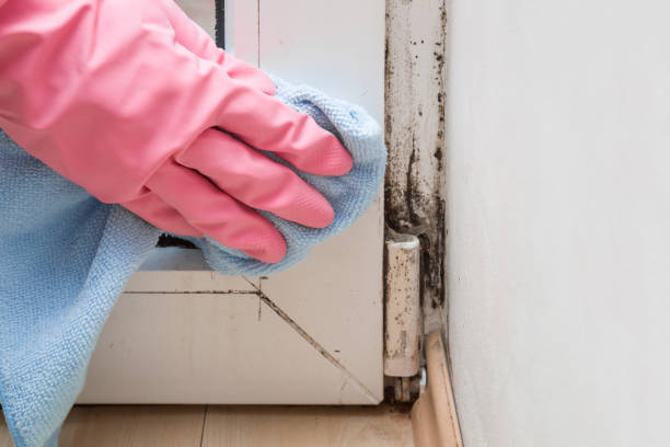 Best Same-Day Mold Removal  in Fort Loramie, OH