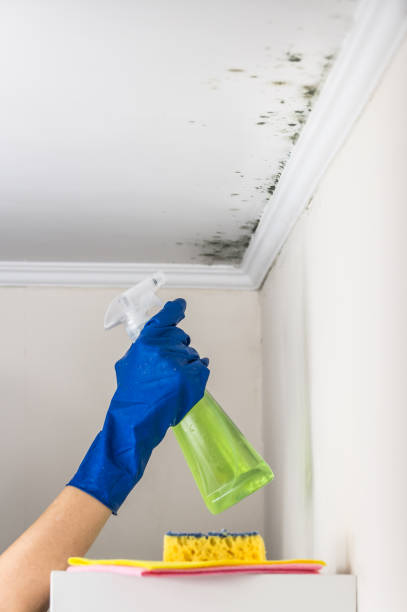 Best Toxic Mold Removal  in Fort Loramie, OH